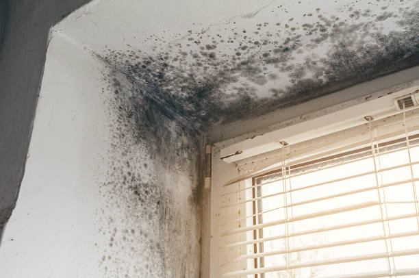 Affordable Mold Cleanup solutions in Hartfield, VA
